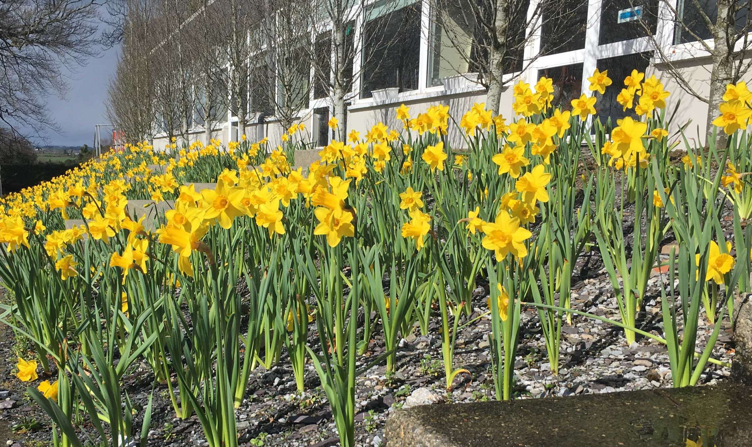 Millstreet_daffodils